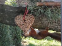 Eichhörnchen rot