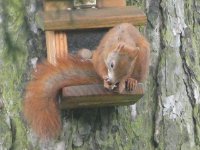 Eichhörnchen 2012