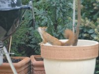 Eichhörnchen 2014