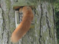 Eichhörnchen 2015