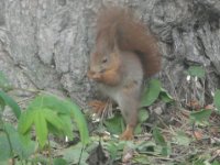 Eichhörnchen 2016