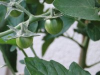 Tomaten 2010 - 2012
