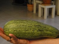 Zucchini 2011 und 2012