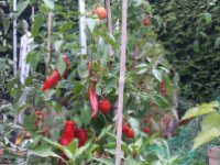 Paprika