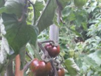 Tomaten