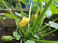 Zucchini