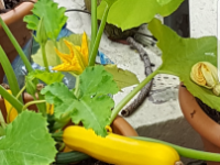 Zucchini 2016