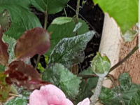 Bodendeckerrosen, Porzellanröschen