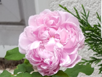Jacques Quartier - Historische Rose