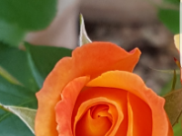 Tequila Gartenrose