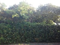 Blick aus Wohnwagen auf Jasminhecke und Jasminbäume