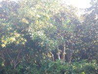 Blick aus Wohnwagen auf Jasminhecke und Jasminbäume