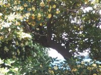 Blick aus Wohnwagen auf Jasminhecke und Jasminbäume