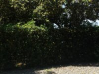 Blick aus Wohnwagen auf Jasminhecke und Jasminbäume