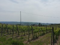 Quer durchs Chianti Richtung Radda