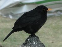 Amsel und Kuckuckskind